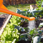 7 Simple Tips for Watering Your Vegetable Garden Like a Pro