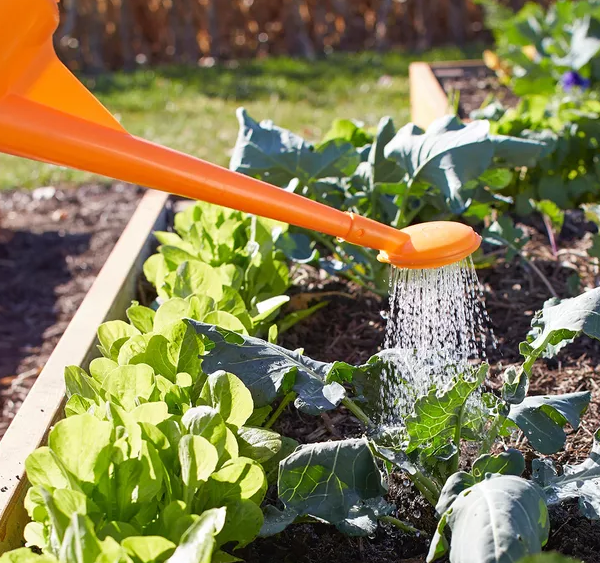 7 Simple Tips for Watering Your Vegetable Garden…