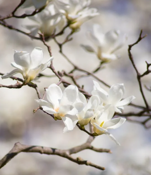 10 Stunning White Flowering Trees to Add Beauty to Your Yard