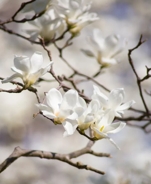 10 Stunning White Flowering Trees to Add Beauty…