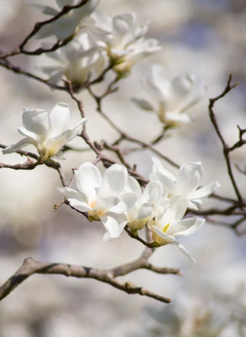 10 Stunning White Flowering Trees to Add Beauty to…