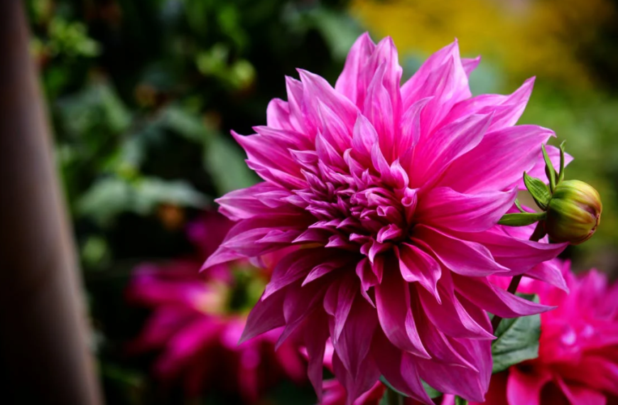 8 Garden Trends Expected in 2024